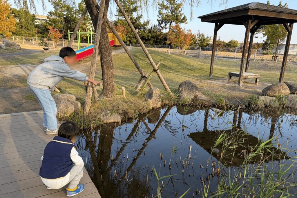 池の生き物を観察する兄弟の様子(2025年11月)