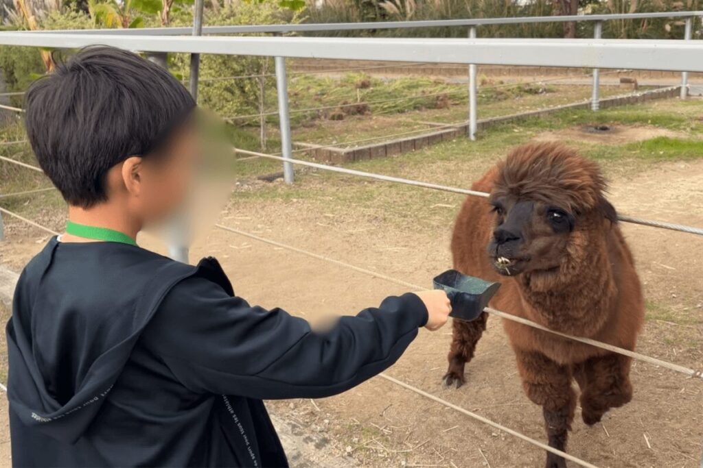 アルパカへのえさやり