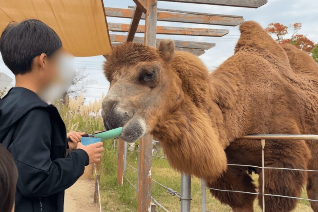 ラクダへのえさやり