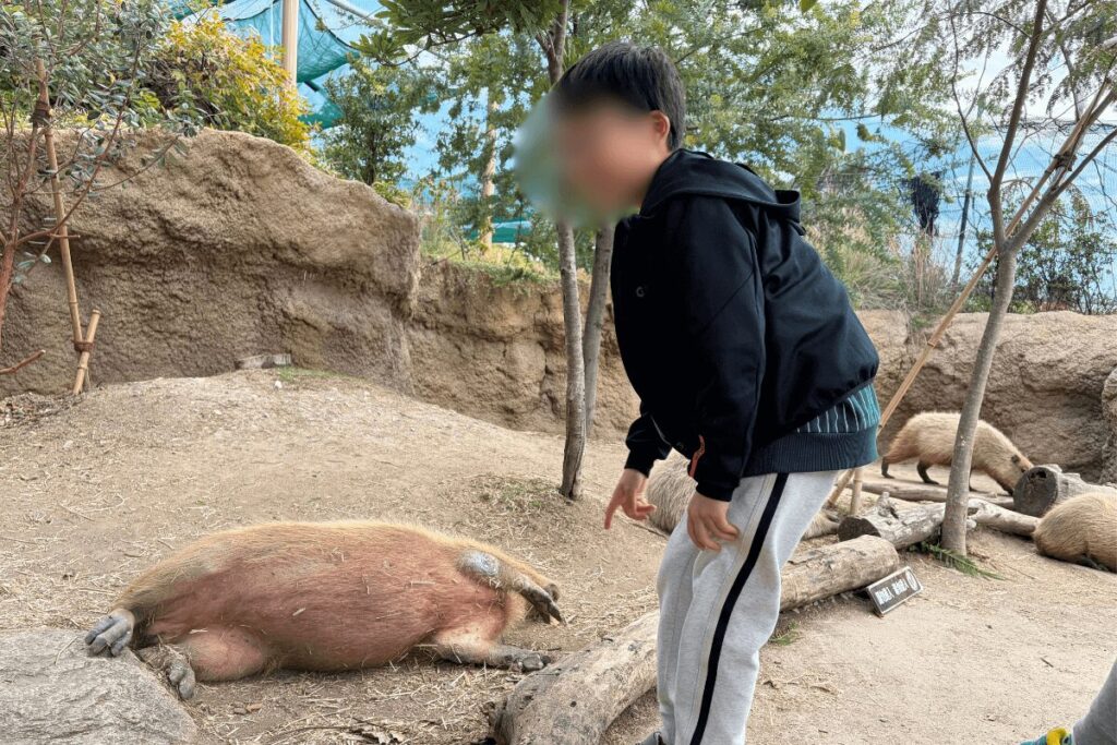 ごろんとお腹を見せているカピバラ