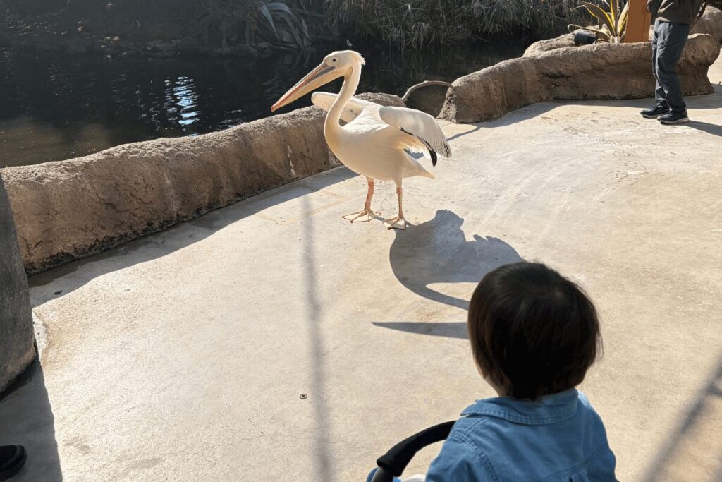 人との距離が近いペリカン