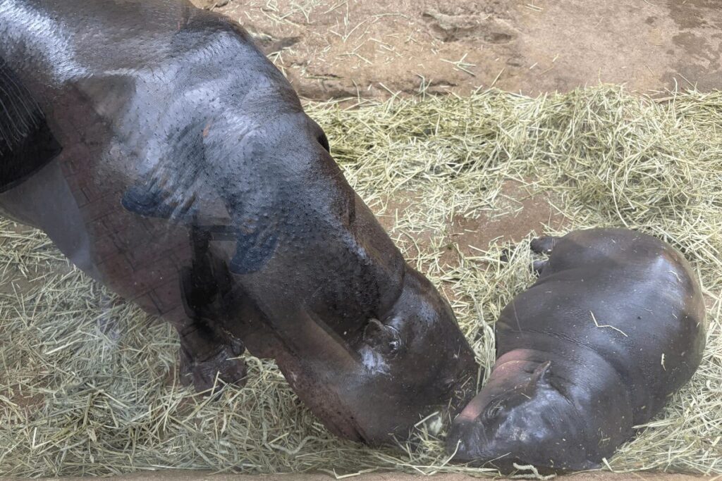 コビトカバの親子