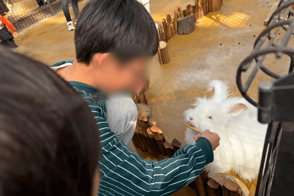 ウサギへのえさやり