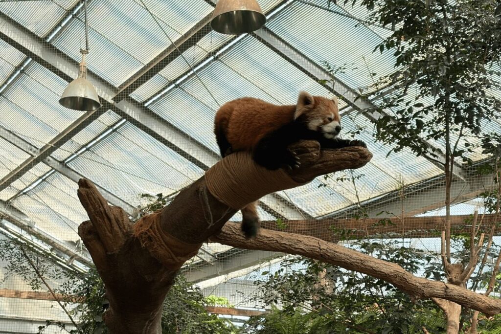 木に登ったレッサーパンダ