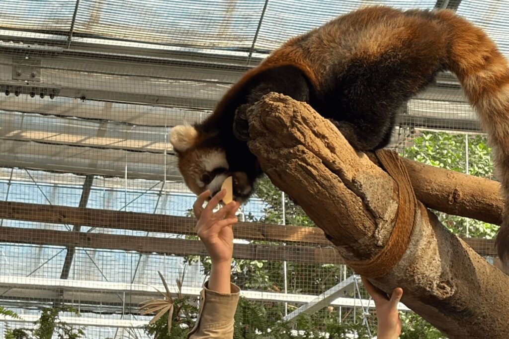 レッサーパンダがりんごに近寄る様子