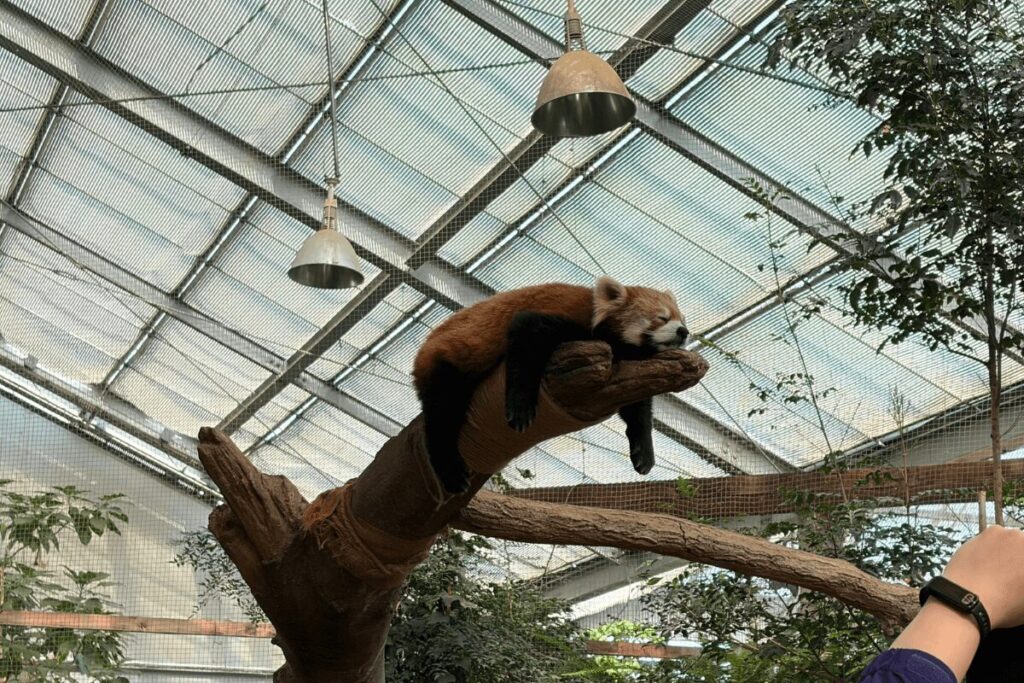 だらんとリラックスしたレッサーパンダ