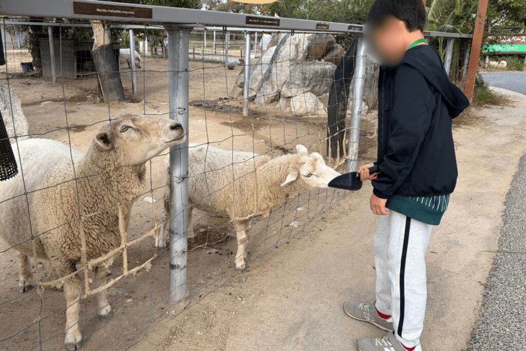 羊へのえさやり