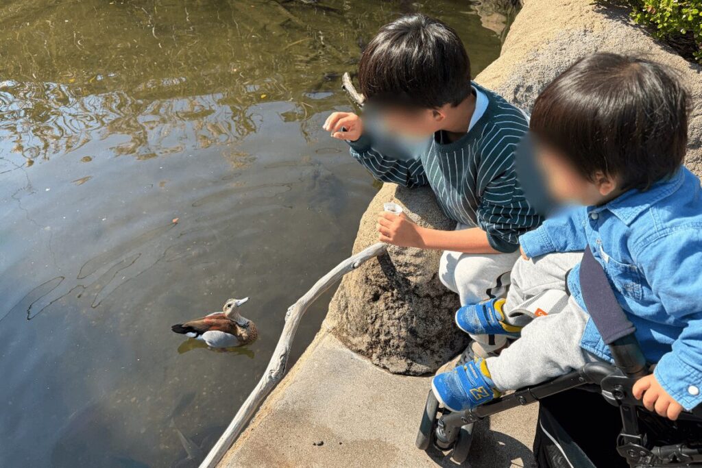 水鳥と魚へのえさやりの様子
