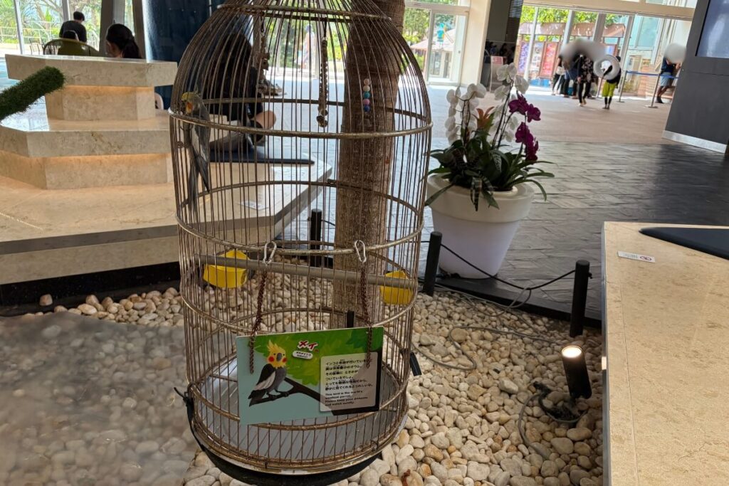 ルネッサンスリゾート オキナワのロビーにいたインコのメイ