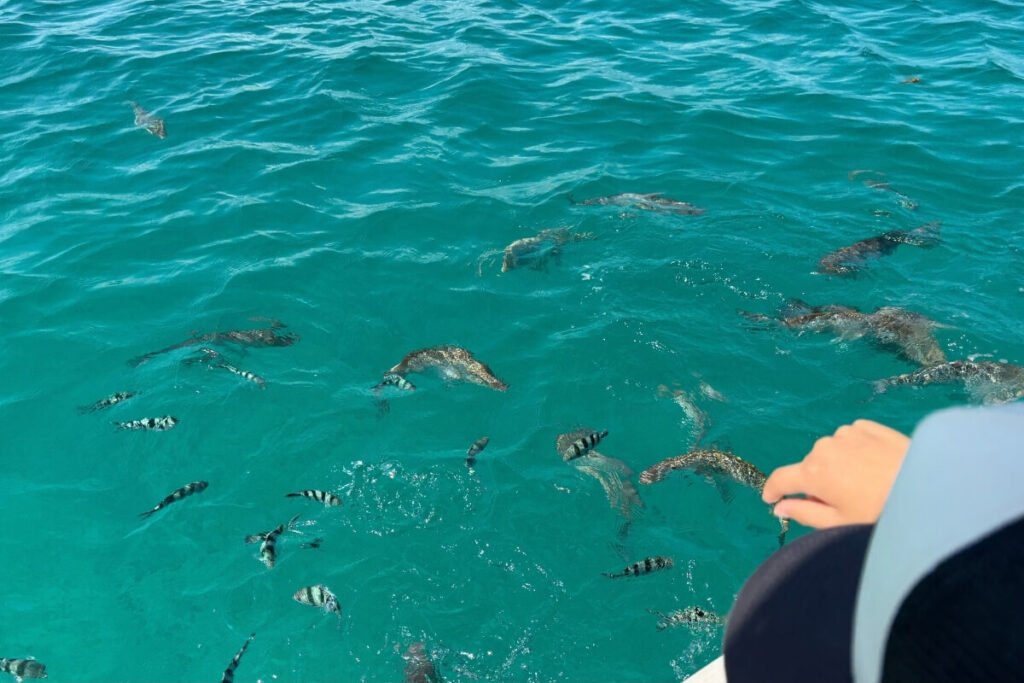 シェラトン沖縄のグラスボートからまいたパンくずに群がる魚