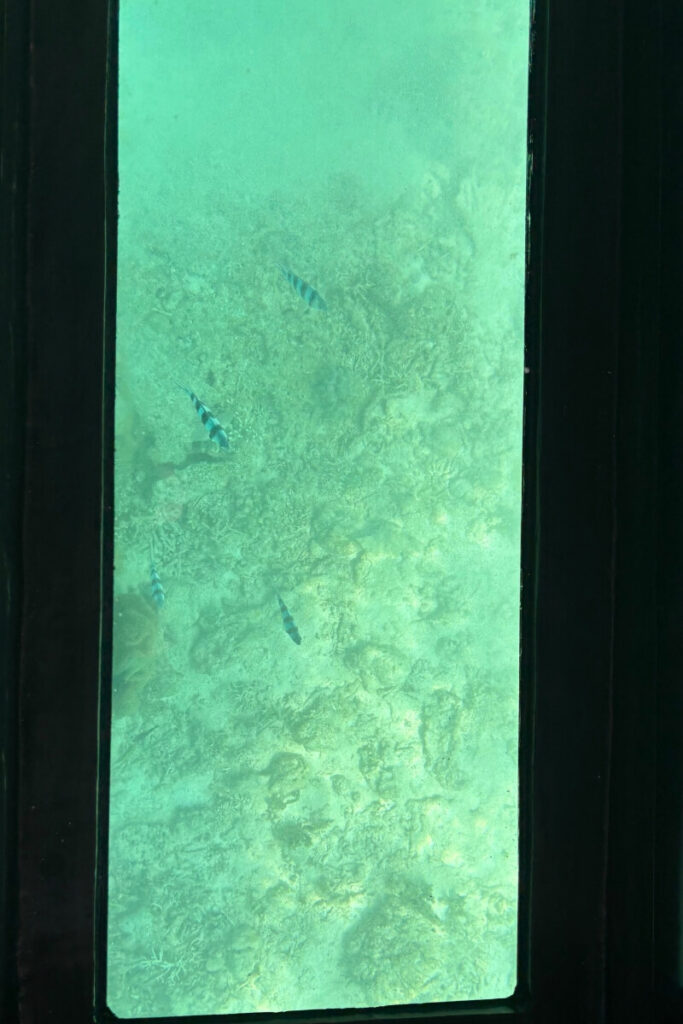 シェラトン沖縄のグラスボートの船底から見えた小さな魚